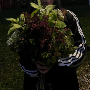 диана